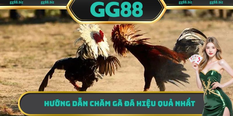 Hướng dẫn các sư kê Cách chăm gà đá hiệu quả nhất hiện nay