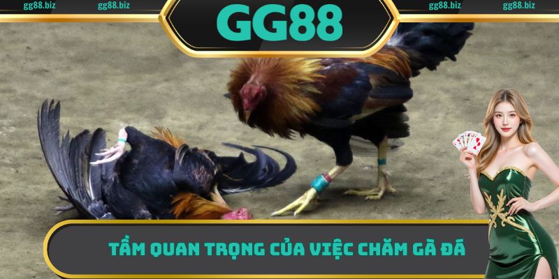 Cách chăm gà đá đóng vai trò vô cùng quan trọng với các sư kê