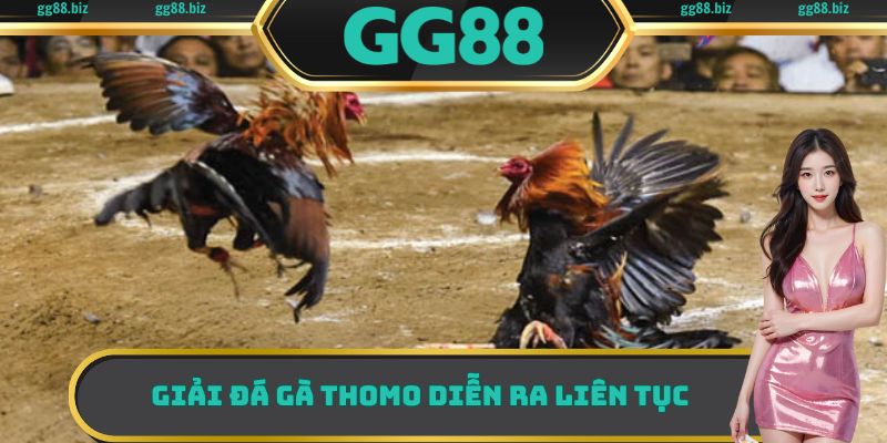 Giải đá gà Thomo diễn ra liên tục