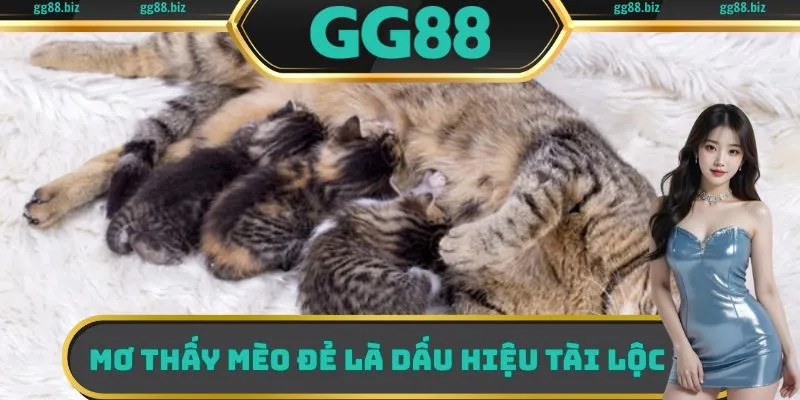 Mơ thấy mèo đẻ là dấu hiệu tài lộc